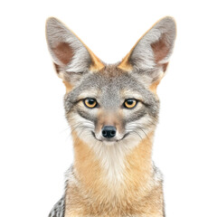 Fototapeta premium Close-up Portrait of a Beautiful Grey Fox with Alert Expression and Characteristic Features Against a Clean Background