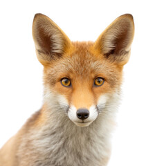 Fototapeta premium Close-Up Portrait of a Fox with Bright Eyes and Soft Fur Against a Neutral Background