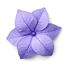Purple flower with delicate veins and soft petals on white