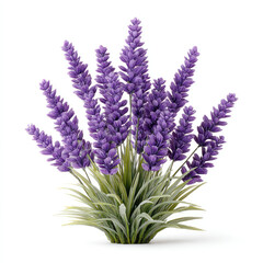 Purple lavender flower bunch with green leaves on white background