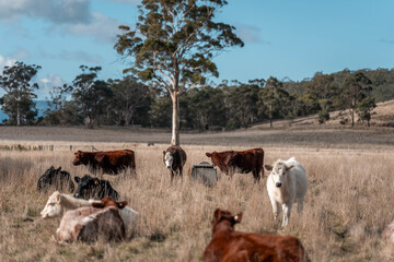 Close up of Angus and Murray Grey Cows eating long pasture in Australia
