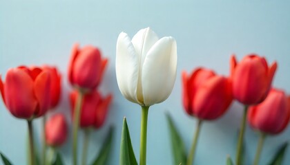 Elegant white tulip stands out amongst vibrant red blossoms, symbolizing purity and passion.