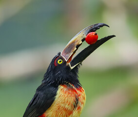 Collared Aracari Tucan Rain forest Costa Rica 