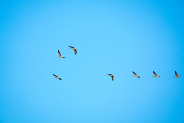 Migratory birds in winter
