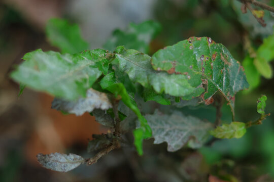 Close view of a damaged leaf showing irregular chew holes, brown lesions and mottled chlorosis. Margins are curled and sections appear thinned by feeding. Background is softly blurred, drawing
