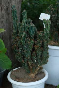 Irregular, ribbed cactus planted in a white plastic planter filled with gritty, sandy substrate. Dense spines arise from areoles along columnar ribs; brown patches show age and exposure. A nursery