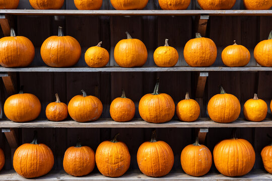 Row of many ripe orange white pumpkins decor wooden shelf barn wall farm yard barn fall harvest fest market. Halloween thanksgiving celebration symbol plant. Country rustic squash autumn background