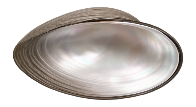 Isolated freshwater mussel shell with iridescent inner surface and ridged exterior