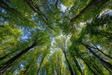 Fototapeta premium Lush forest canopy, upward view. Sunlight filters through verdant leaves