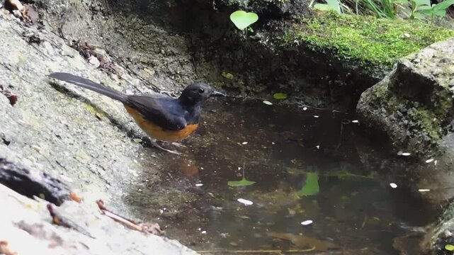 Bird drinking water on the Bathtub