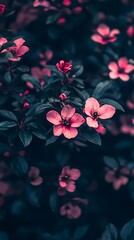 Fototapeta premium Close-up of Pink Cherry Blossom Flowers with Dark Green Leaves and Buds blooming photo