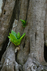 Bird's Nest Fern(Asplenium nidus) growing on trees