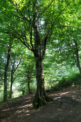Fototapeta premium Photograph of a tall tree in a forest with green foliage, trunk texture, and scattered light. The natural environment emphasizes woodland scenery, ecological diversity, and outdoor beauty.