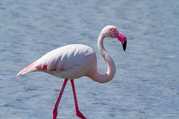 pink flamingo, salt marshes and ponds in Italy, nesting and migratory