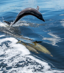 dolphin leaping over submerged dolphins © Clyde Sweatt