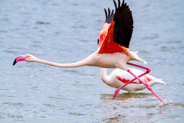 pink flamingo, salt marshes and ponds in Italy, nesting and migratory