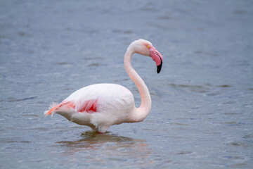 pink flamingo, salt marshes and ponds in Italy, nesting and migratory