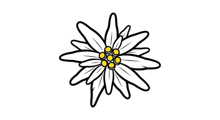 Edelweiss Flower Illustration.