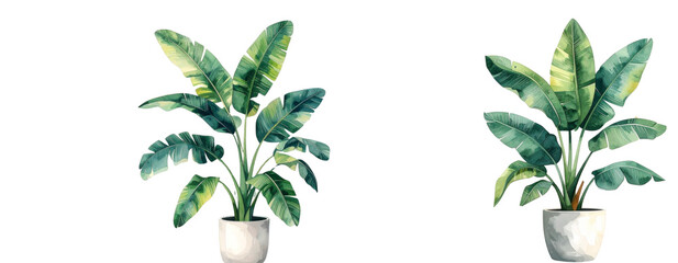 Sat of Minimalist Watercolor Illustration of Potted Banana Plant
