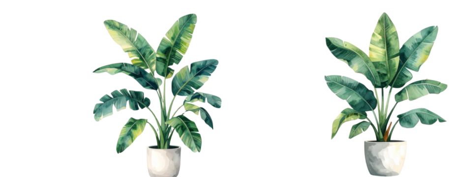 Sat of Minimalist Watercolor Illustration of Potted Banana Plant