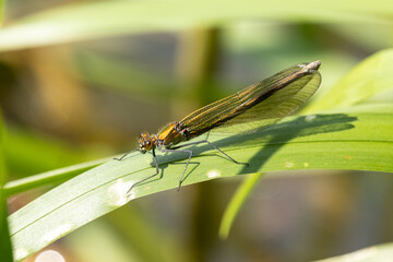 weibliche Prachtlibelle