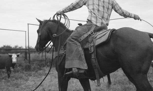 Ranching concept with working cowboy on cattle ranch holding rope on horse for western image concept.
