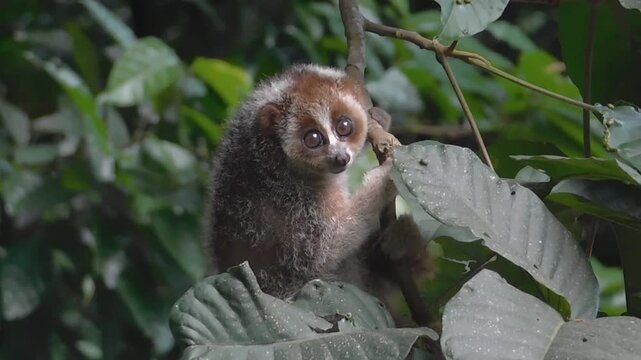  loris clings to a tree in a misty forest,
