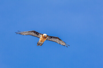 bearded vulture, bone-eating vulture, largest mountain vulture in Europe and Asia