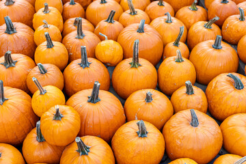 Pile of many ripe orange bright pumpkins on stone floor against straw hay at pumpkin farm yard....