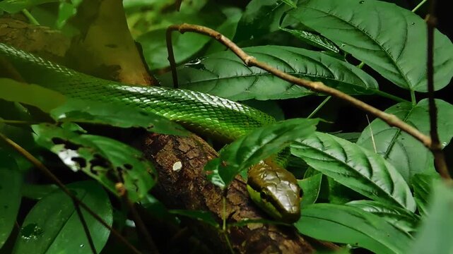 seen snake creeping in a tree