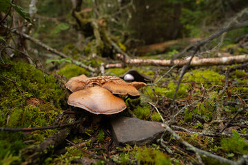 Fungi kingdom, macro photography of mushroom and mycelium in a forest 