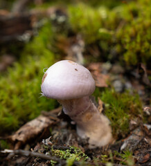 Fungi kingdom, macro photography of mushroom and mycelium in a forest 