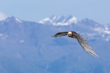 bearded vulture, bone-eating vulture, largest mountain vulture in Europe and Asia