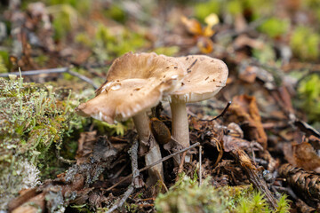 Fungi kingdom, macro photography of mushroom and mycelium in a forest 