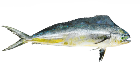 Fresh mahi-mahi fish or common dolphinfish, Coryphaena hippurus isolated on white, clipping path