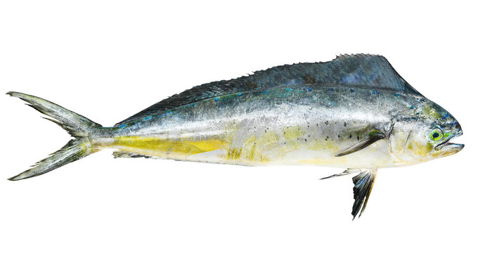 Fresh mahi-mahi fish or common dolphinfish, Coryphaena hippurus isolated on white, clipping path