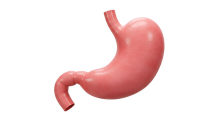 Realistic 3D render of the human stomach for medical illustration and education
