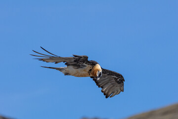 Obraz premium bearded vulture, bone-eating vulture, largest mountain vulture in Europe and Asia