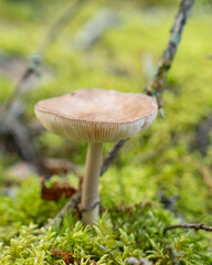 Fungi kingdom, macro photography of mushroom and mycelium in a forest 