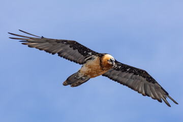 bearded vulture, bone-eating vulture, largest mountain vulture in Europe and Asia