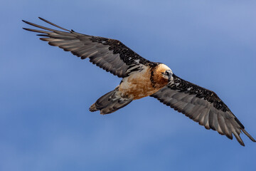 bearded vulture, bone-eating vulture, largest mountain vulture in Europe and Asia