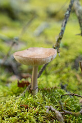 Fungi kingdom, macro photography of mushroom and mycelium in a forest 