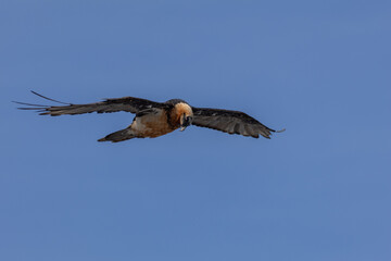 bearded vulture, bone-eating vulture, largest mountain vulture in Europe and Asia