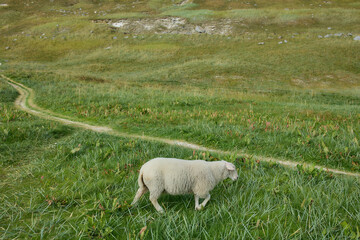 Naklejka premium Sheep running across green meadow in mountain landscape, Norway. Scenic rural countryside in summer.