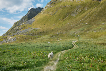 Fototapeta premium Single sheep on hillside pasture with scenic background of mountains and cloudy sky.