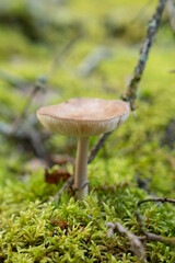 Fungi kingdom, macro photography of mushroom and mycelium in a forest 