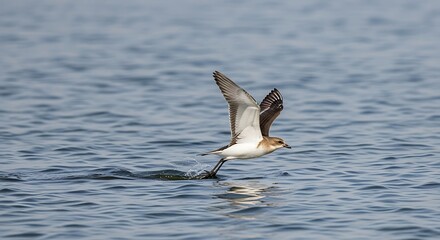 A Huttons Shearwater skimming the surface of the ocean.