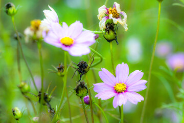 Obraz premium Gesanghua cultivated in urban parks blooms with colorful flowers