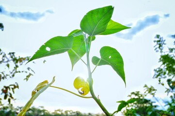 green leaves and blue sky