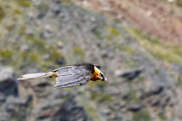 bearded vulture, bone-eating vulture, largest mountain vulture in Europe and Asia